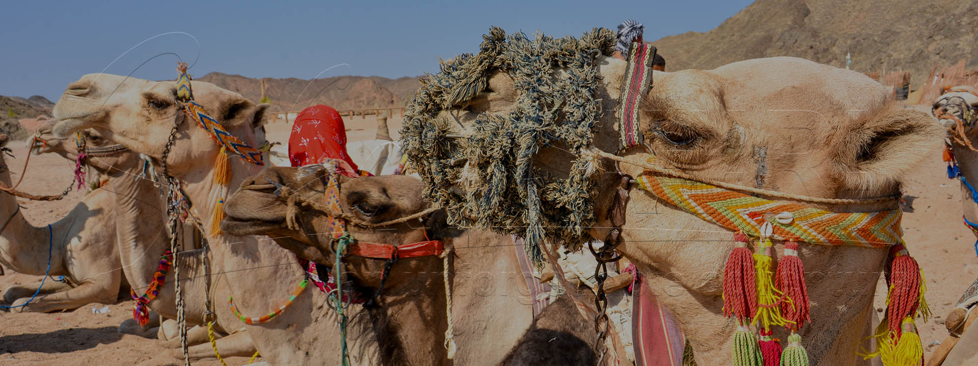 Сафари на закате в пустыне в Хургаде